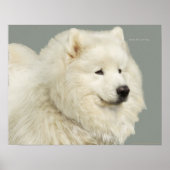 Samoyed 19-inch x 13-inch archiefpapier voor zwaar poster (Voorkant)