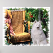 Samoyed Art Print (Voorkant)