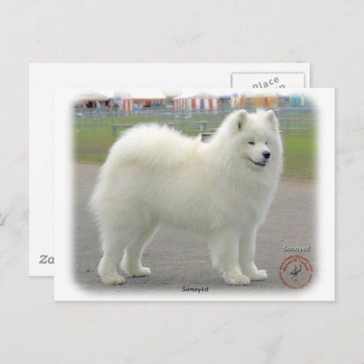Samoyed Briefkaart (Voorkant / Achterkant)