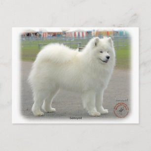 Samoyed Briefkaart