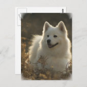 Samoyed Briefkaart (Voorkant / Achterkant)