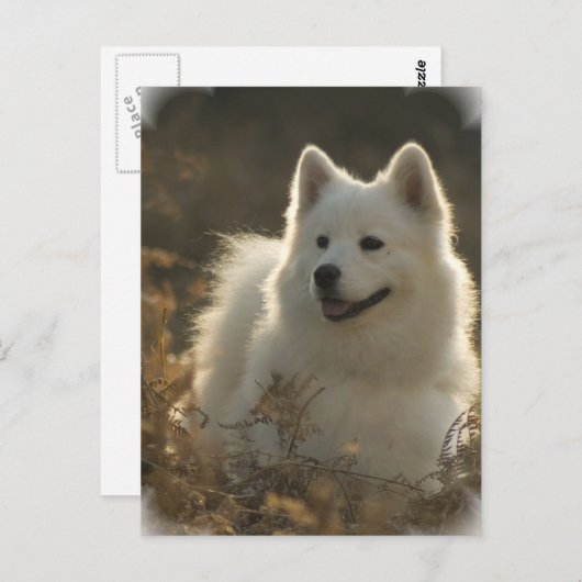 Samoyed Briefkaart (Voorkant / Achterkant)