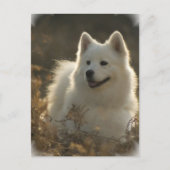 Samoyed Briefkaart (Voorkant)