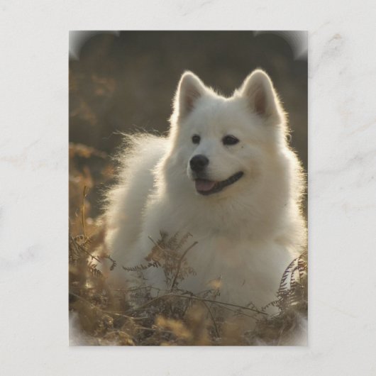 Samoyed Briefkaart (Voorkant)