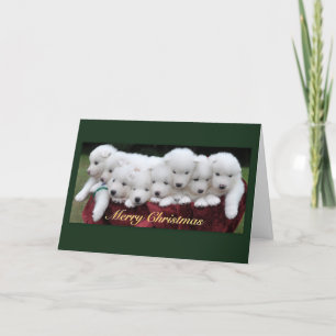 Samoyed Christmas Feestdagen Kaart