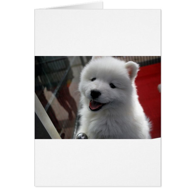 Samoyed Dog (Voorkant)