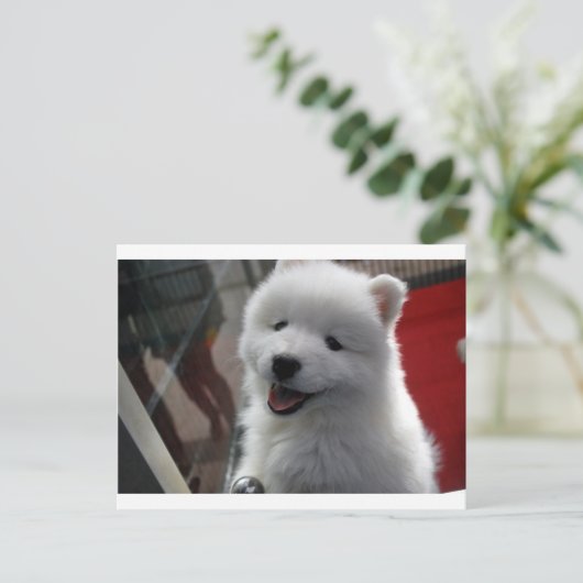 Samoyed Dog Briefkaart (Staand voorkant)