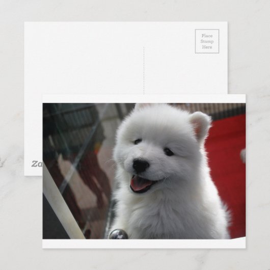 Samoyed Dog Briefkaart (Voorkant / Achterkant)