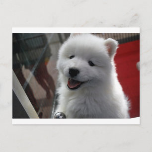 Samoyed Dog Briefkaart