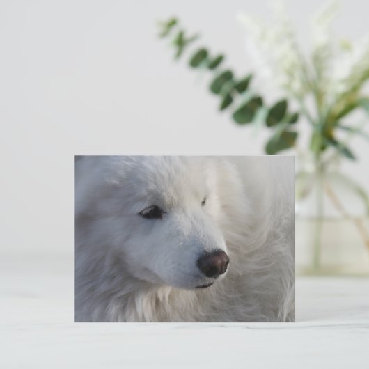 Samoyed Dog Briefkaart (Staand voorkant)