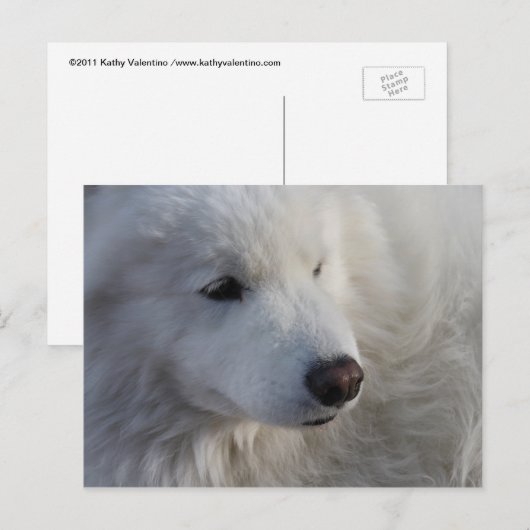 Samoyed Dog Briefkaart (Voorkant / Achterkant)