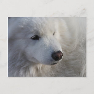 Samoyed Dog Briefkaart
