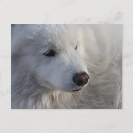 Samoyed Dog Briefkaart (Voorkant)
