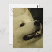 Samoyed Dog Briefkaarten (Voorkant / Achterkant)