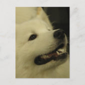 Samoyed Dog Briefkaarten (Voorkant)