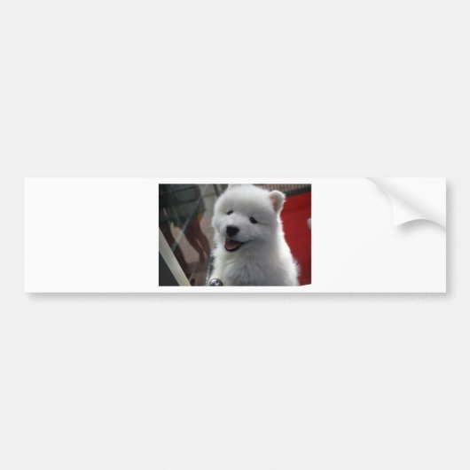 Samoyed Dog Bumpersticker (Voorkant)