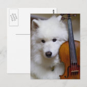 Samoyed Dog met Violin Briefkaart (Voorkant / Achterkant)