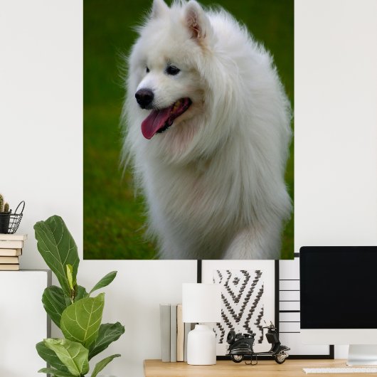 Samoyed Dog Poster. Poster (Thuiskantoor)