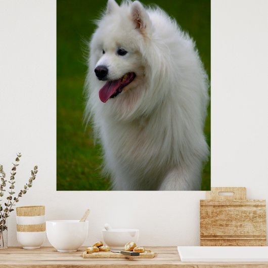 Samoyed Dog Poster. Poster (Keuken)