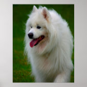 Samoyed Dog Poster. Poster (Voorkant)