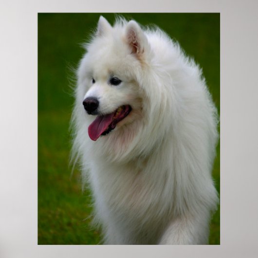 Samoyed Dog Poster. Poster (Voorkant)