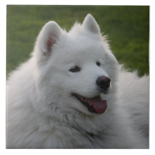 Samoyed Dog Tile Tegeltje
