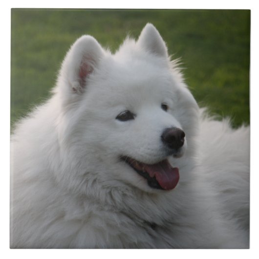 Samoyed Dog Tile Tegeltje (Voorkant)