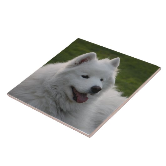 Samoyed Dog Tile Tegeltje (Zijkant)