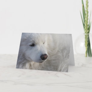 Samoyed Dog Wenskaart Kaart