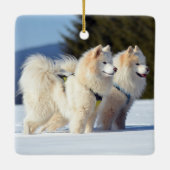 Samoyed Dogs in de sneeuw Keramisch Ornament (Achterkant)