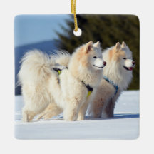 Samoyed Dogs in de sneeuw