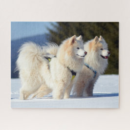 Samoyed Dogs in de sneeuw Legpuzzel