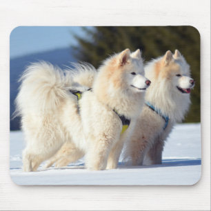 Samoyed Dogs in de sneeuw Muismat
