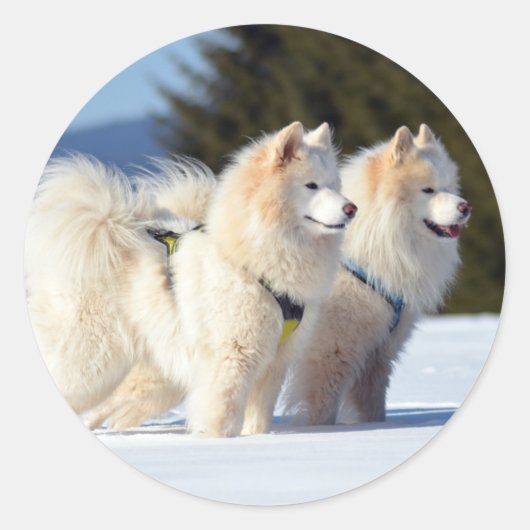 Samoyed Dogs in de sneeuw Ronde Sticker (Voorkant)