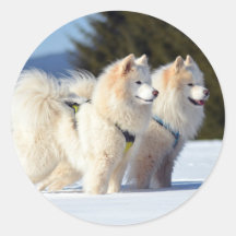 Samoyed Dogs in de sneeuw