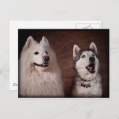 Samoyed en Husky Briefkaart (Voorkant / Achterkant)