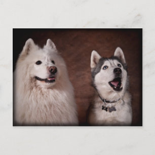 Samoyed en Husky Briefkaart