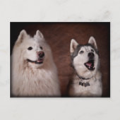 Samoyed en Husky Briefkaart (Voorkant)