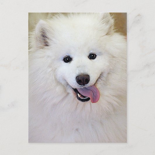 Samoyed Hondenras Briefkaarten (Voorkant)