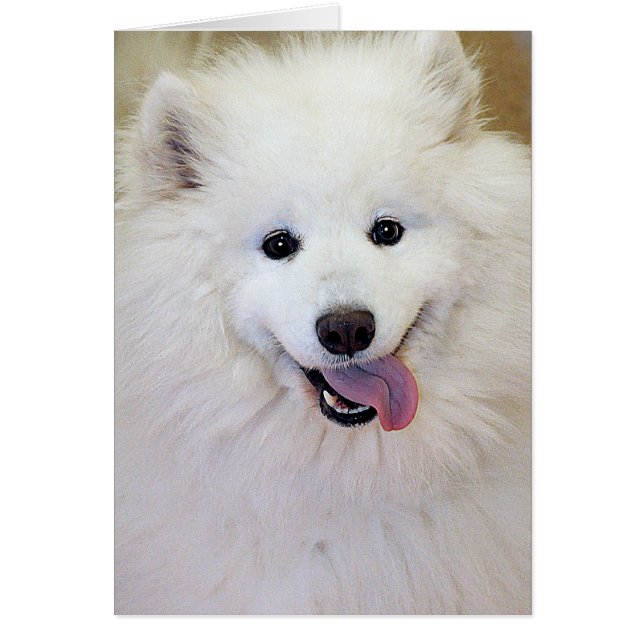 Samoyed Hondenras Greet/Notiekaarten (Voorkant)
