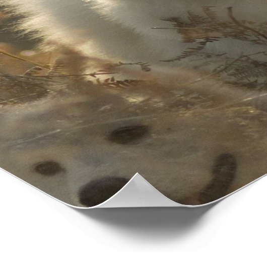 Samoyed Hondenras Poster (Hoek)