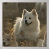 Samoyed Hondenras Poster (Voorkant)