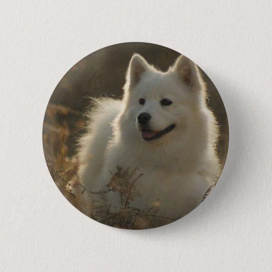 Samoyed Hondenras Round Pin Ronde Button 5,7 Cm (Voorkant)