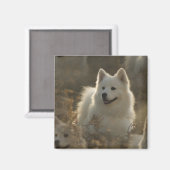 Samoyed Hondenras vierkante magneet (Voorkant / Achterkant)