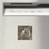 Samoyed Hondenras vierkante magneet (Insitu (Vaatwasser))