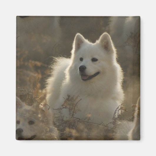 Samoyed Hondenras vierkante magneet (Voorkant)