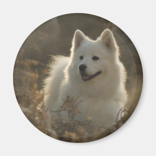 Samoyed Hondenrassen magneet (Voorkant)