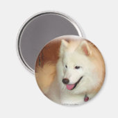 Samoyed met digitale olieverfschilderij effecten m magneet (Voorkant / Achterkant)