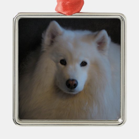 Samoyed Metalen Ornament (Voorkant)