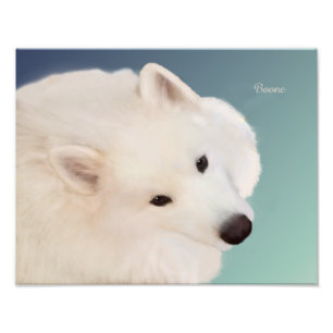 Samoyed Portrait;14 x 11 inch,Prof.fotopapier Sati Foto Afdruk
